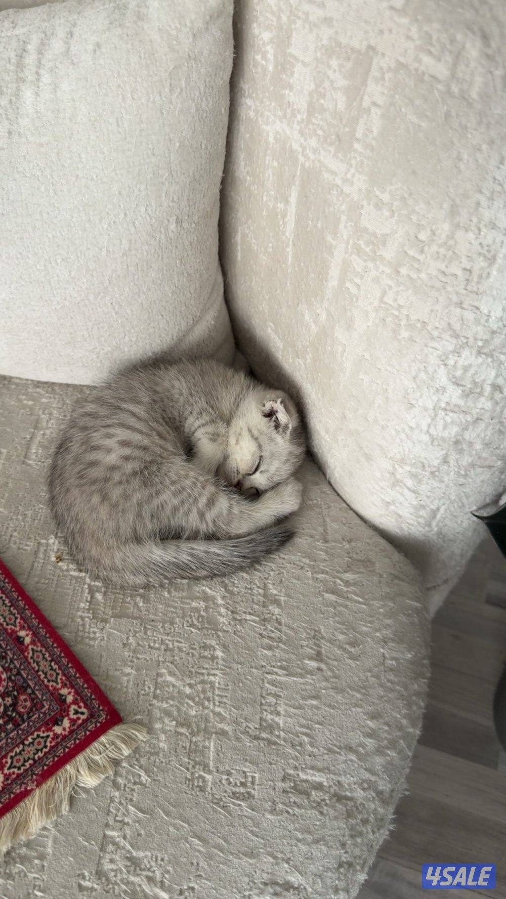 للبيع قطط سكوتش0