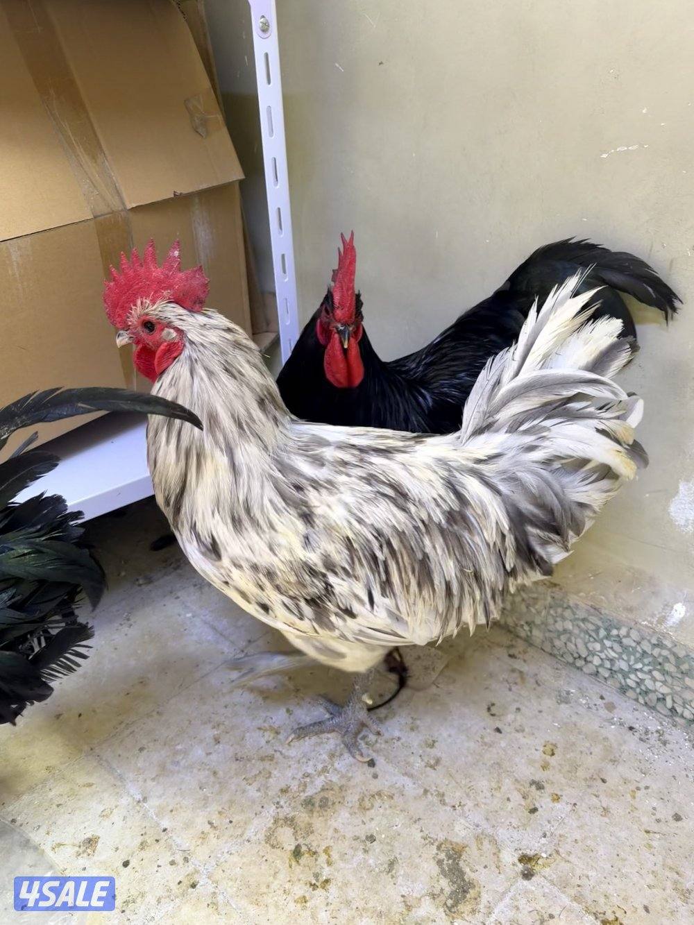 استرالوب و اندونيسي سيماني مستوى عالي2