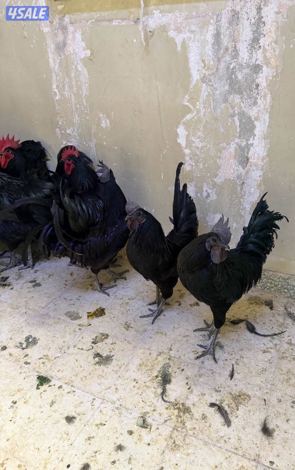 استرالوب و اندونيسي سيماني مستوى عالي1