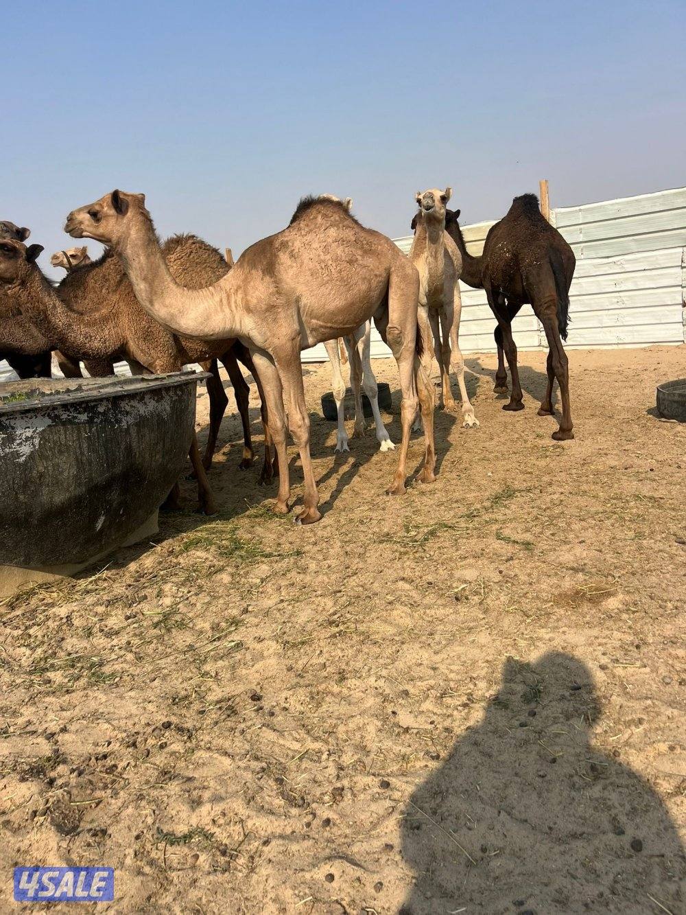 للبيع قعدان سمان شي طيب تصلح للمناسبات والاعراس0