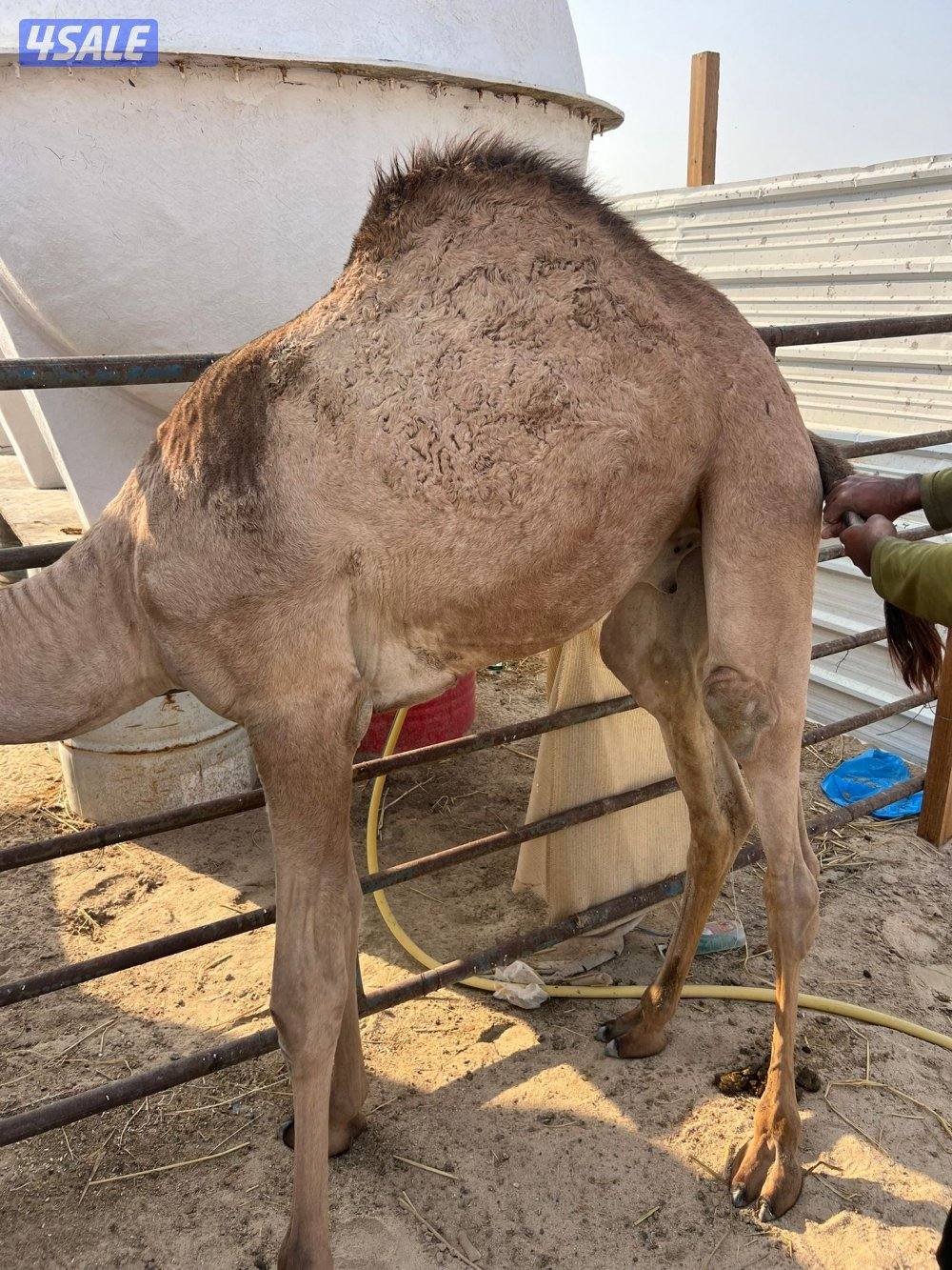 للبيع قعدان سمان شي طيب تصلح للمناسبات والاعراس1