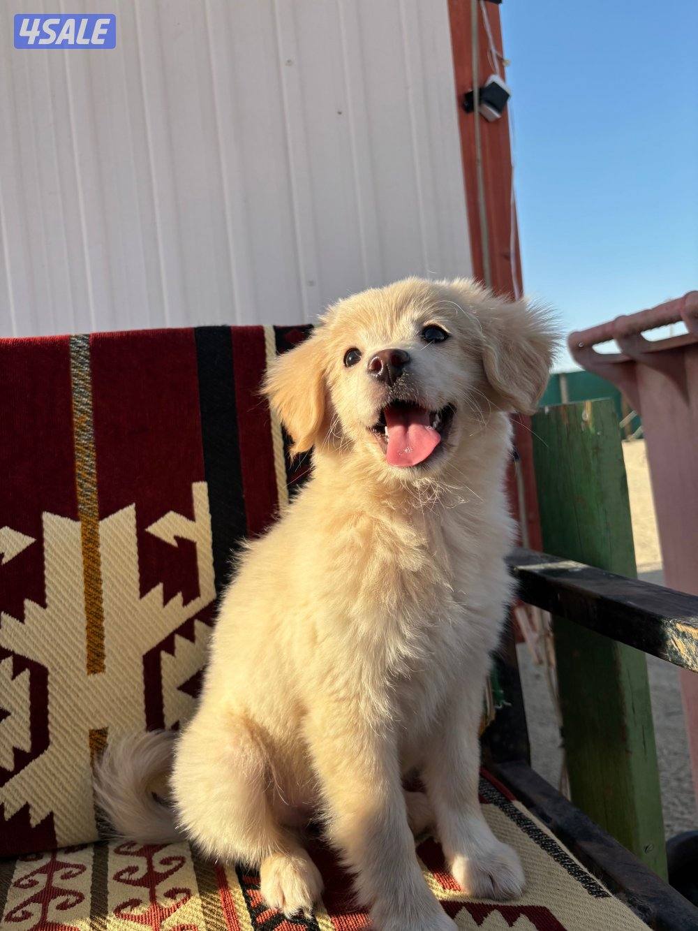 Golden retriever قولدن ريتريفر ميكس سبيتز انثى تلت شهور0