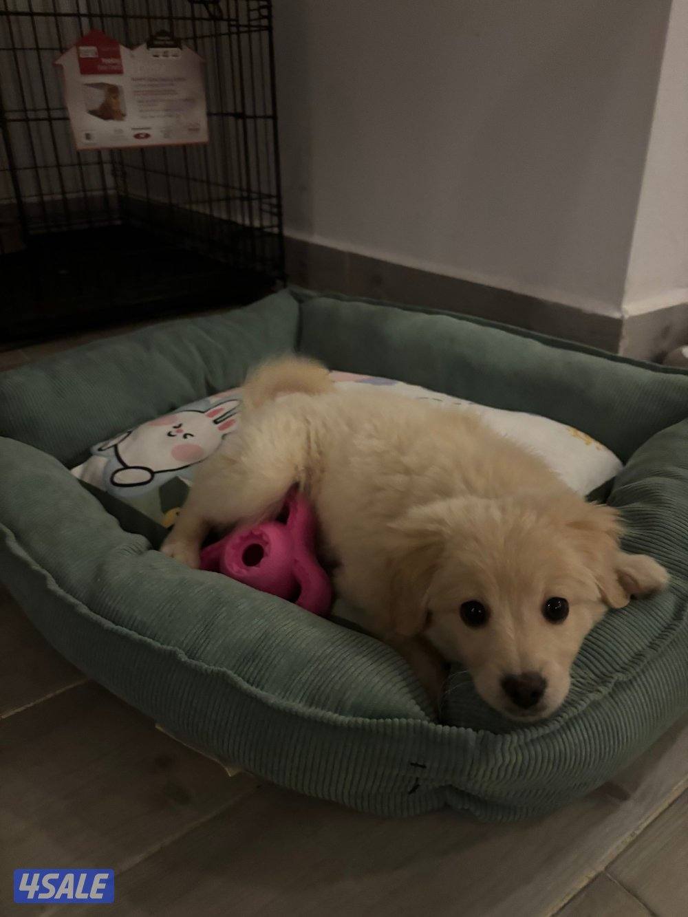 Golden retriever قولدن ريتريفر ميكس سبيتز انثى تلت شهور1