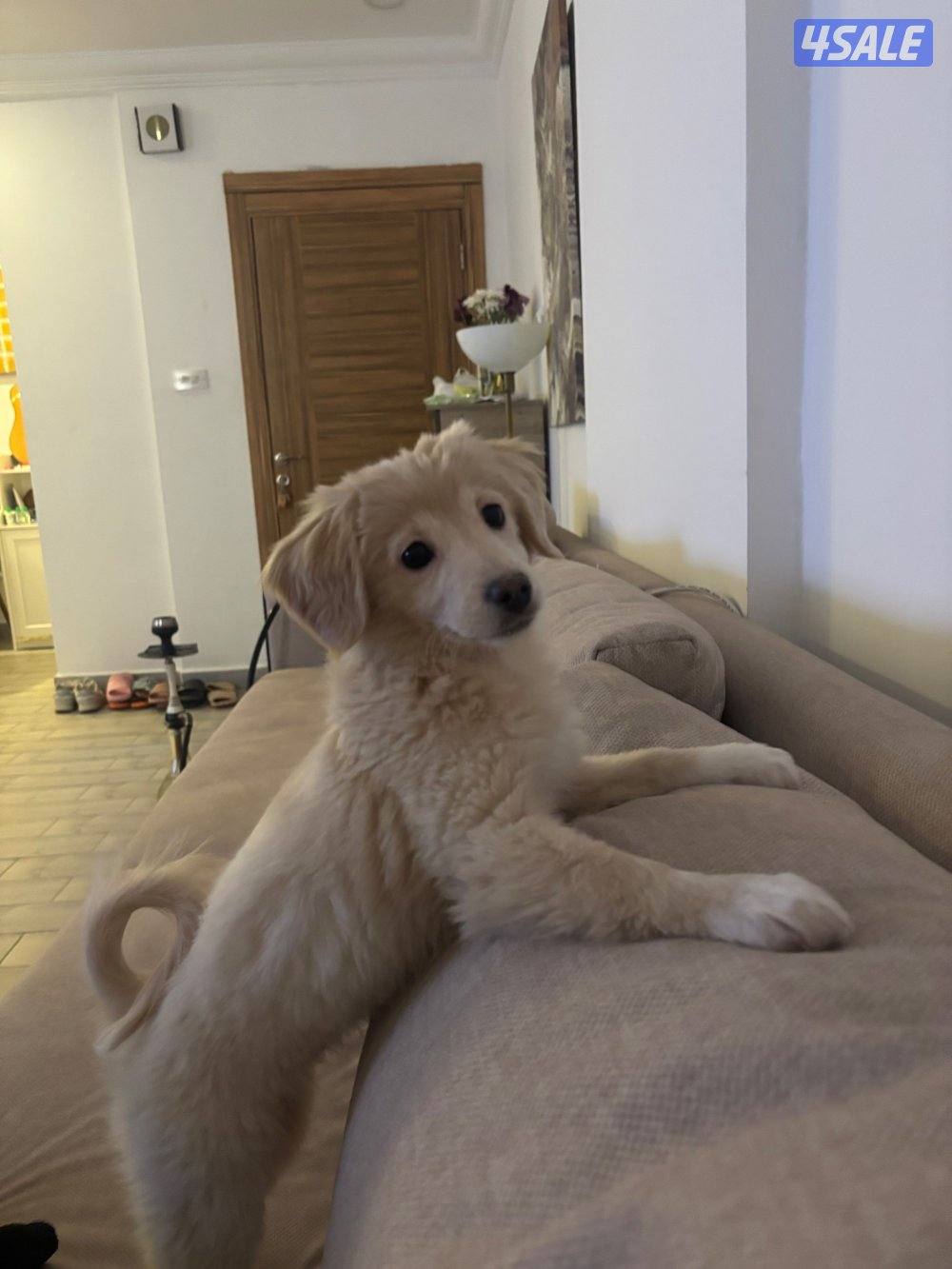 Golden retriever قولدن ريتريفر ميكس سبيتز انثى تلت شهور2