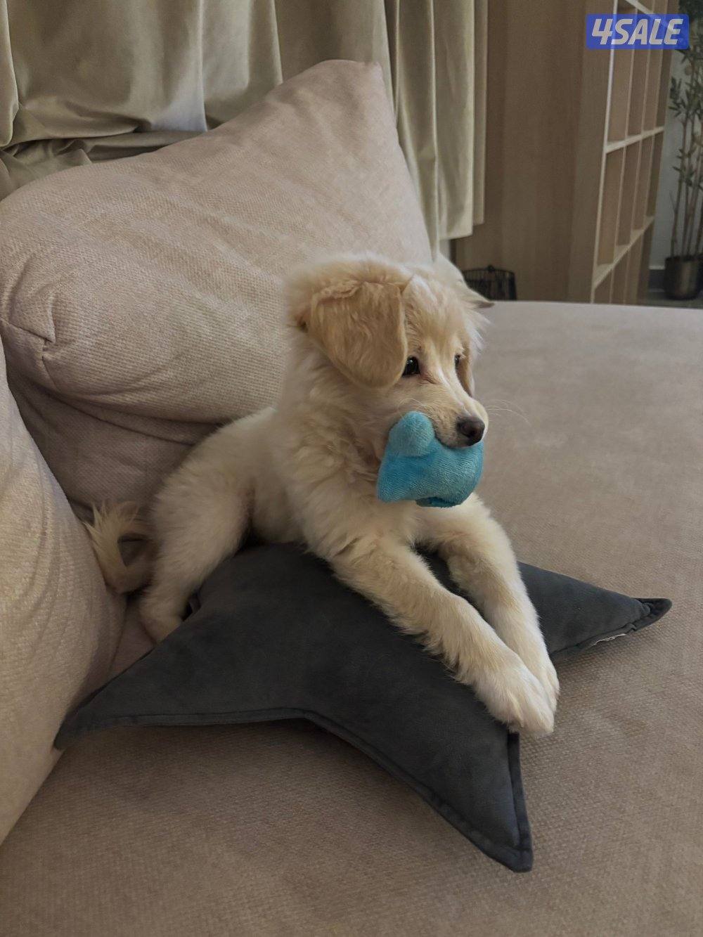 Golden retriever قولدن ريتريفر ميكس سبيتز انثى تلت شهور3