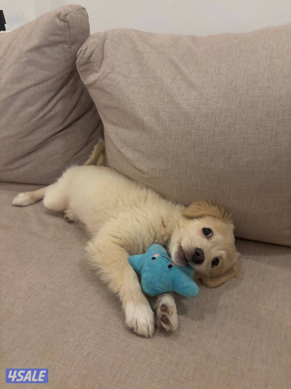 Golden retriever قولدن ريتريفر ميكس سبيتز انثى تلت شهور4