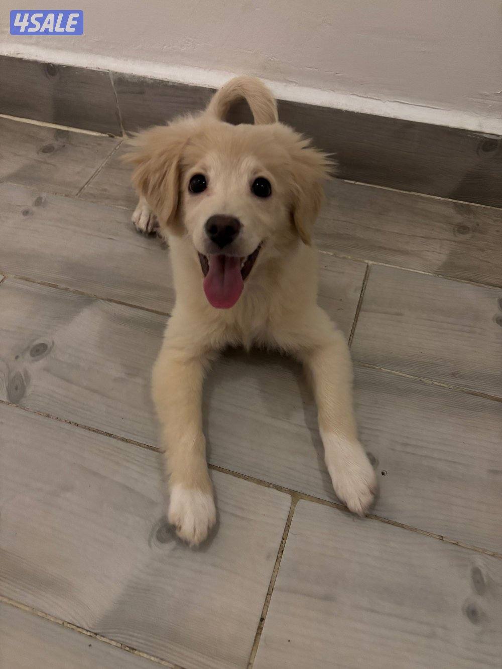 Golden retriever قولدن ريتريفر ميكس سبيتز انثى تلت شهور5