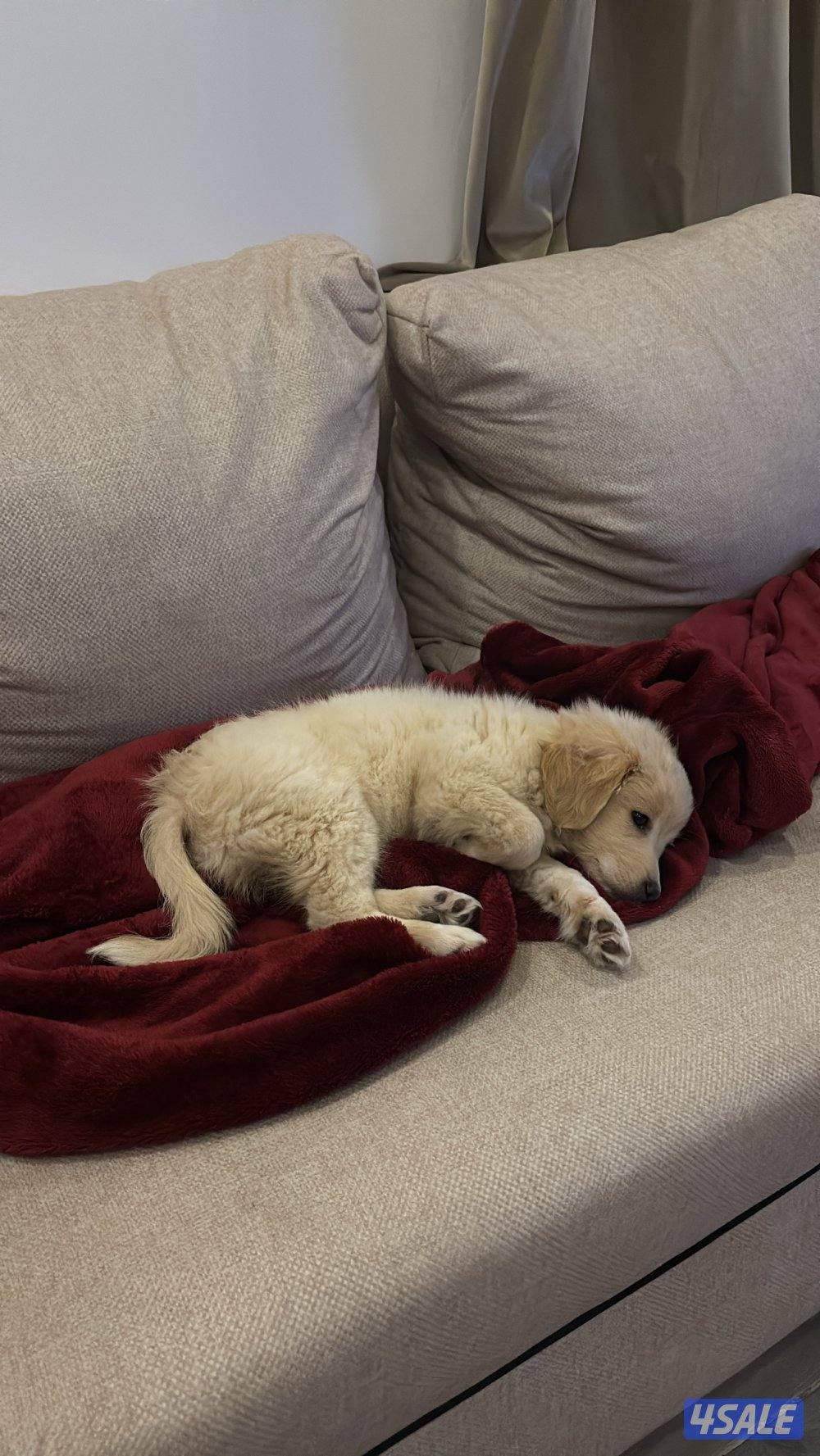 Golden retriever قولدن ريتريفر ميكس سبيتز انثى تلت شهور6