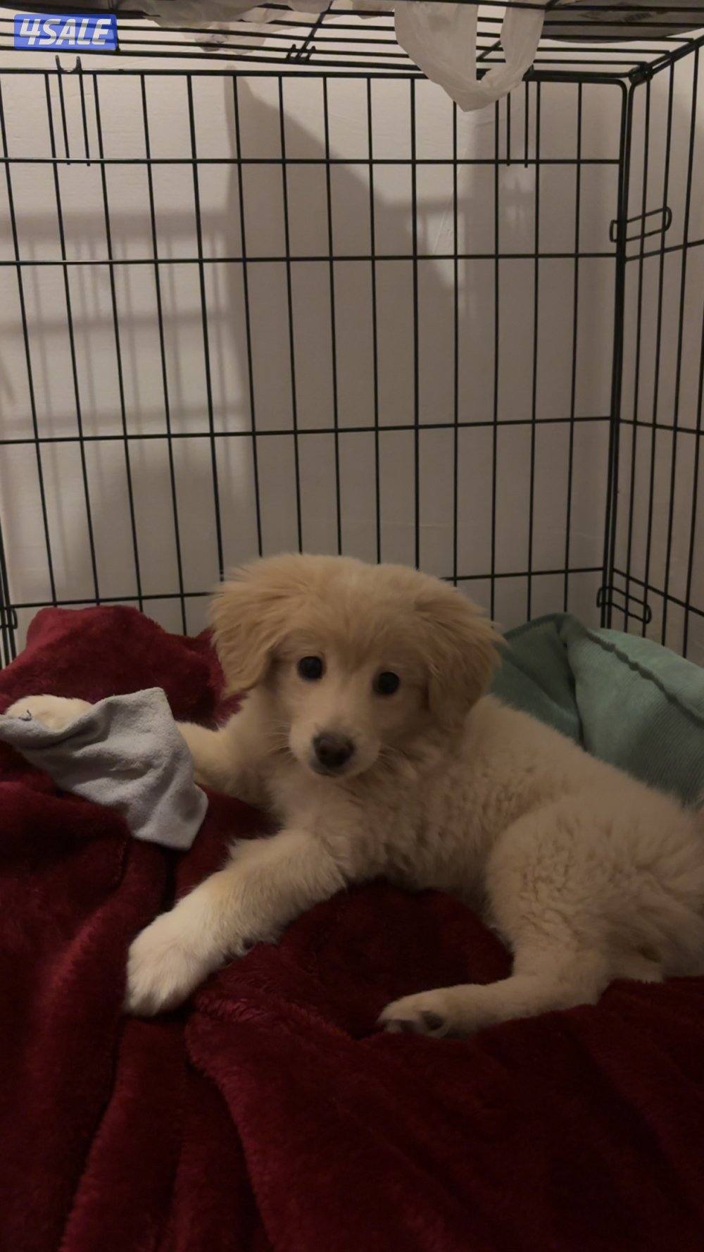 Golden retriever قولدن ريتريفر ميكس سبيتز انثى تلت شهور7