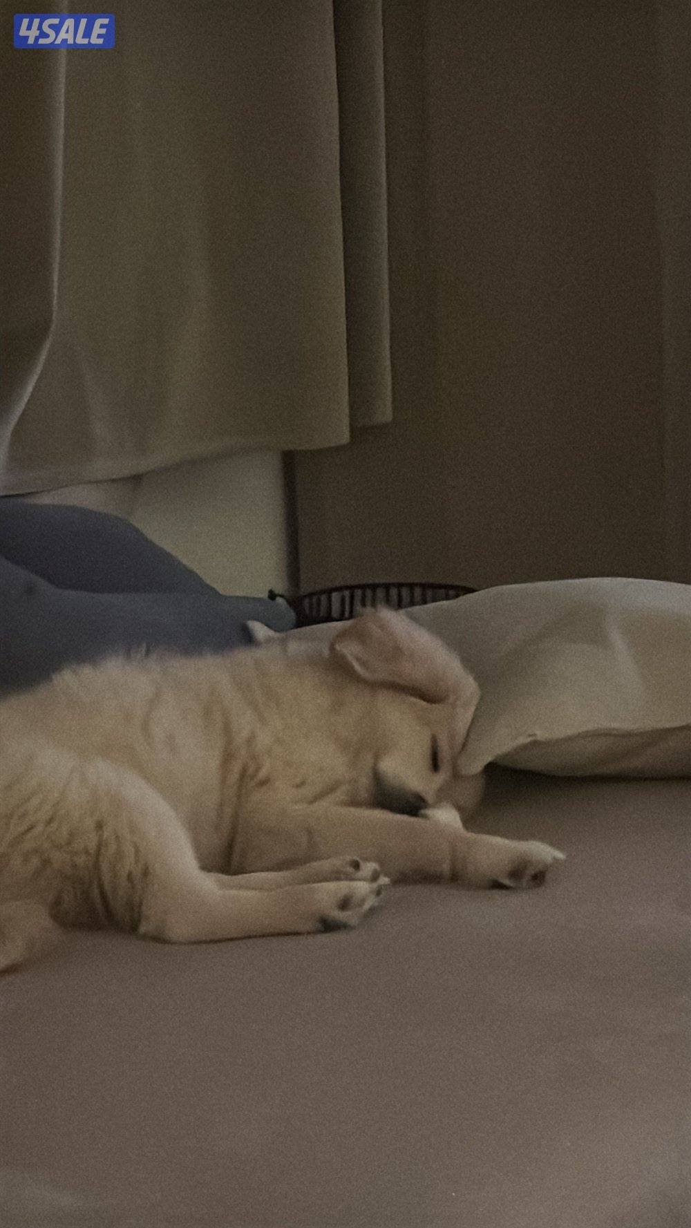 Golden retriever قولدن ريتريفر ميكس سبيتز انثى تلت شهور8