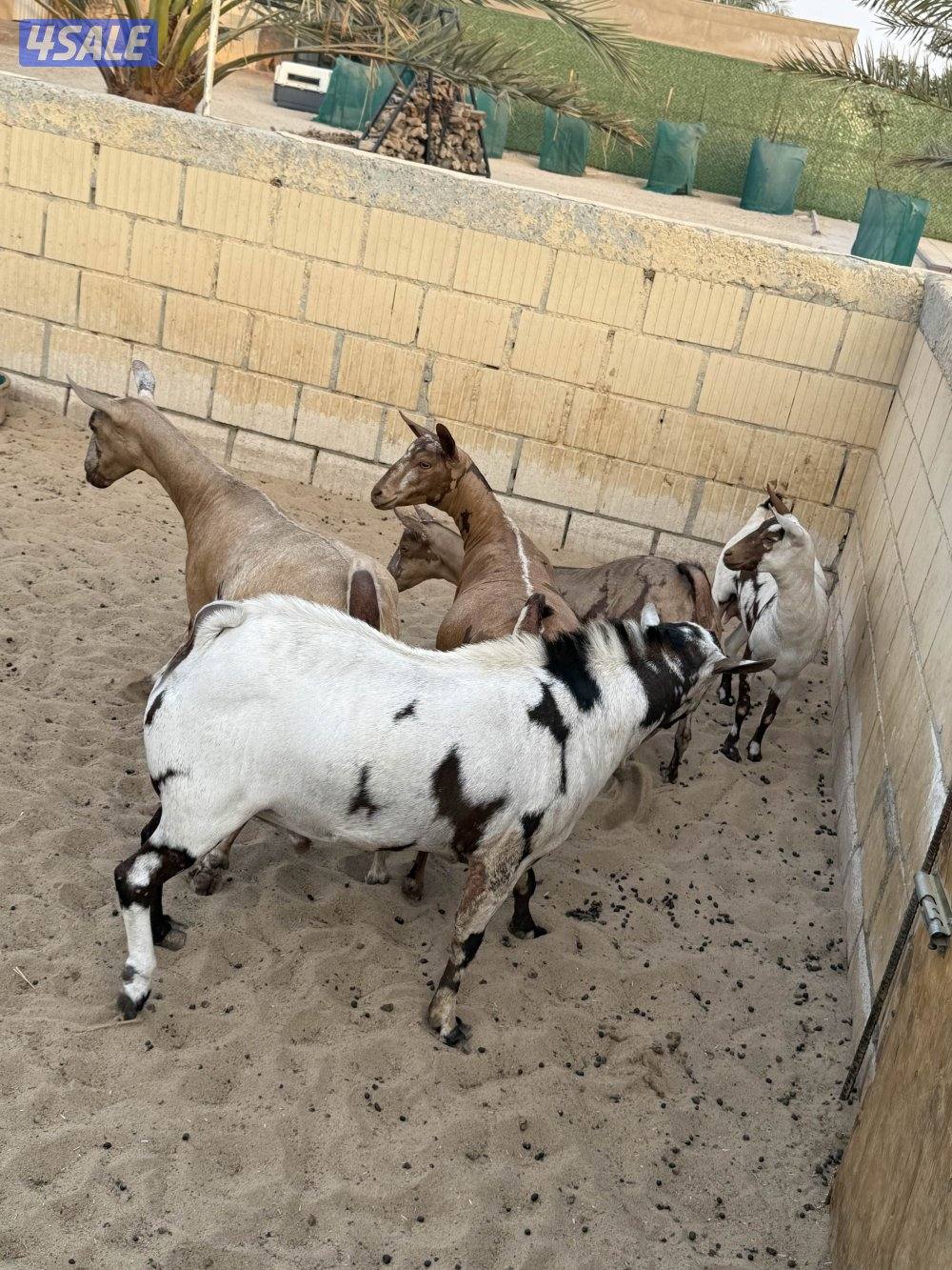 جواخير الوفره0