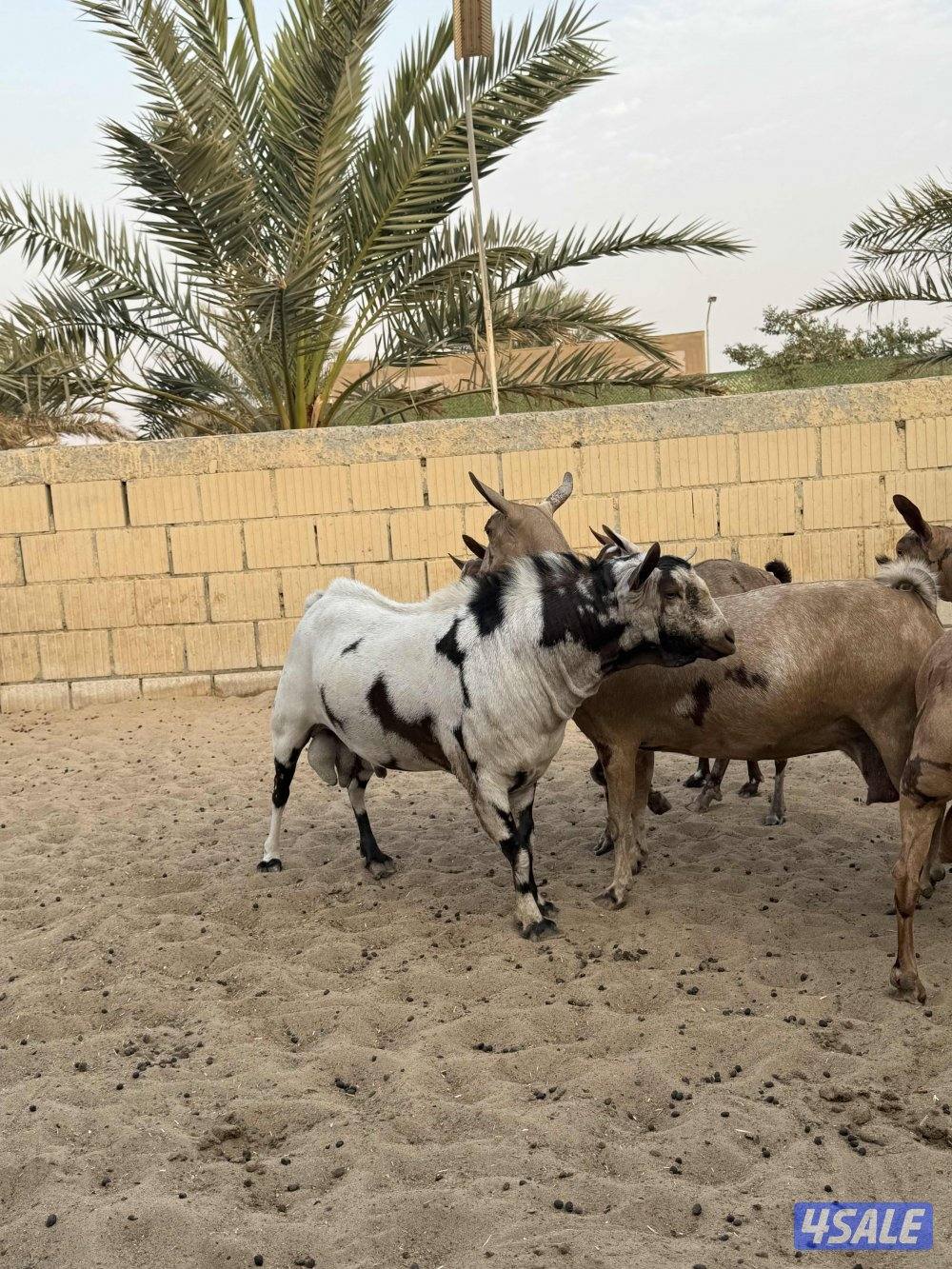 جواخير الوفره1