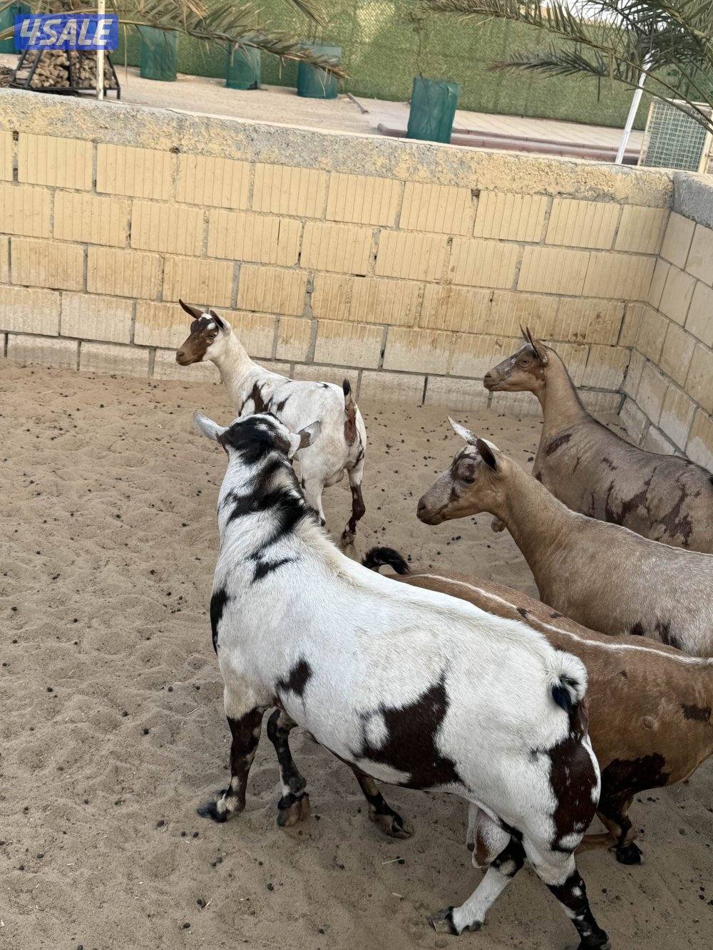 جواخير الوفره2