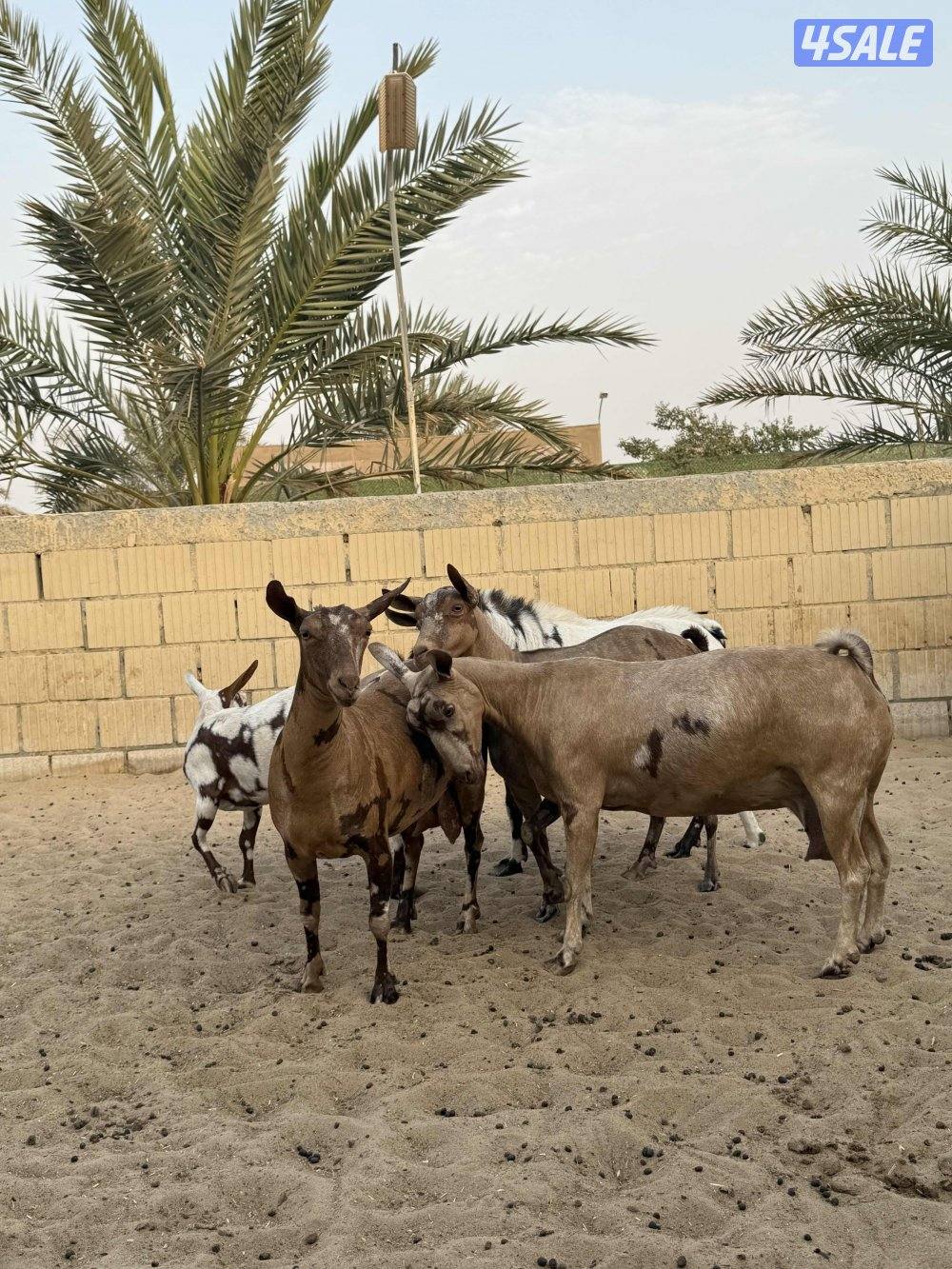 جواخير الوفره3