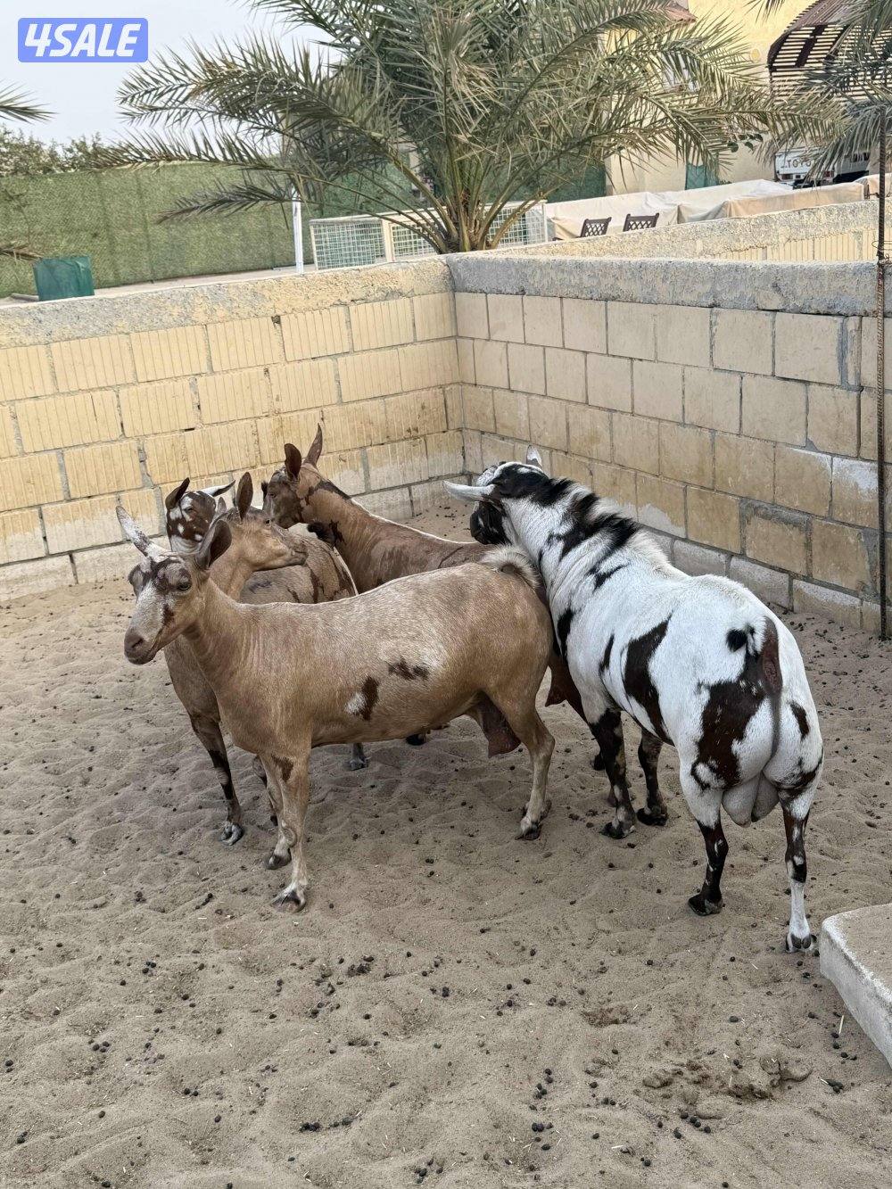 جواخير الوفره4