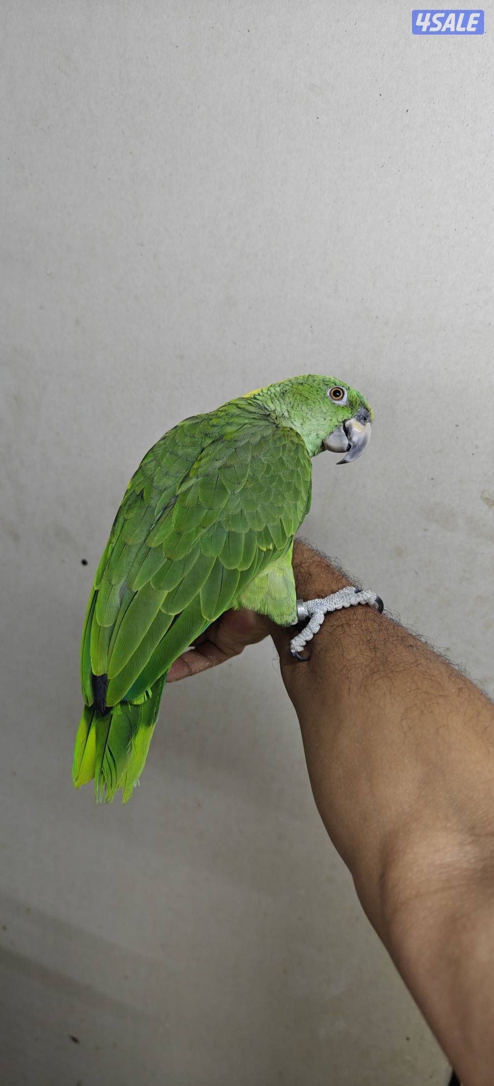 للبيع يولناب يتكلم حجم سوبر1