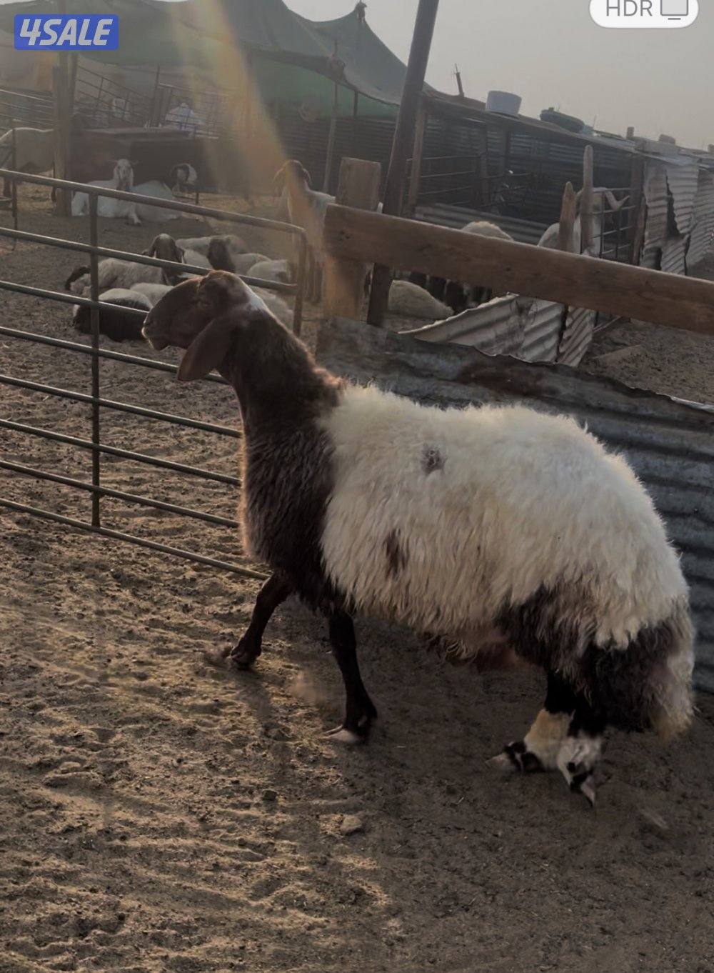 غنم طيبه غنم انتاج وشبب شرط سونار ٤٥ توم ٥٥ واحد مقرعه على فحول خصم0