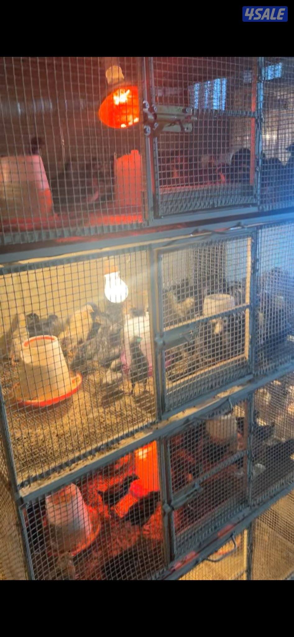 كتاكيت عراقي او دندراوي او ماكنتوش0