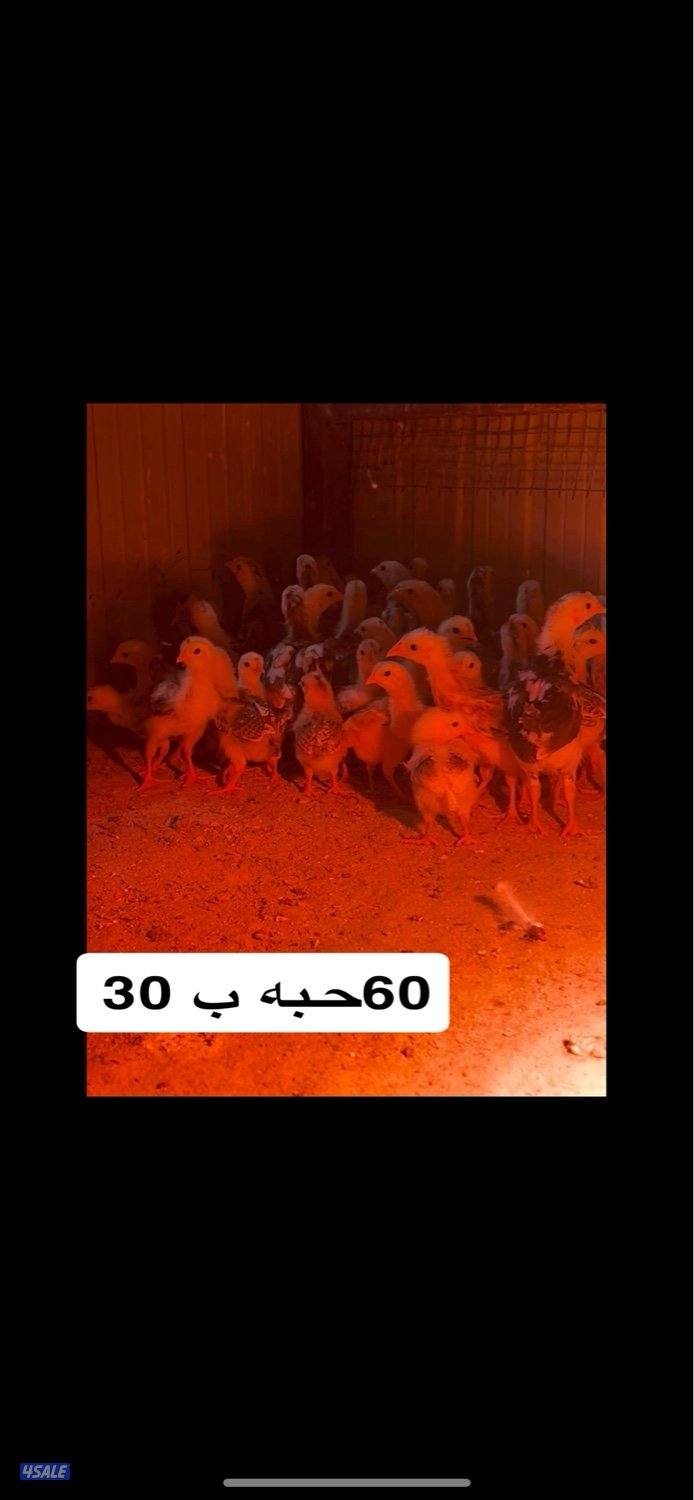 فروخ دجاج عربي0