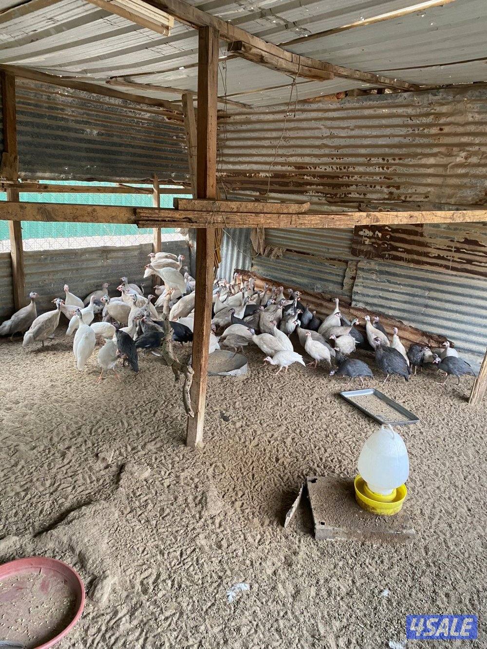 للبيع خيبر0