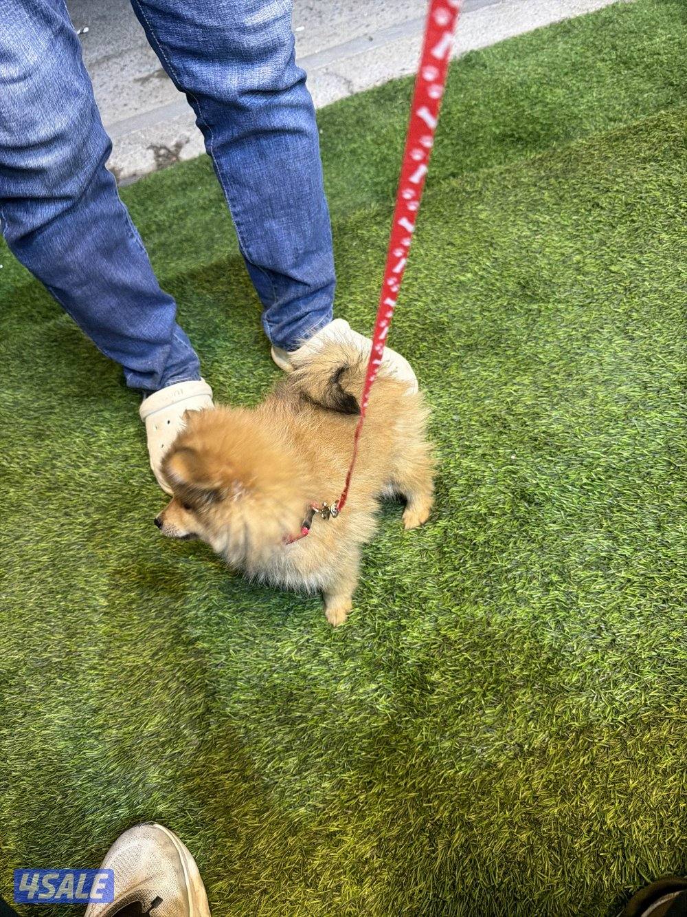 بوبمارينيوم العمر ٣ شهور تربيه بيت0