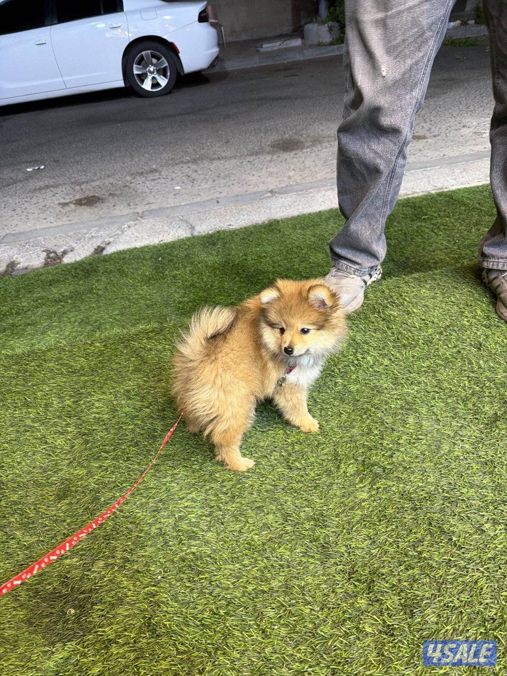 بوبمارينيوم العمر ٣ شهور تربيه بيت1