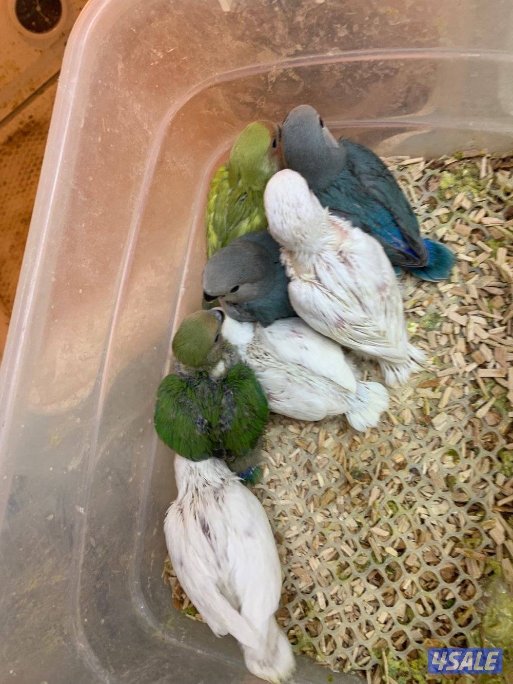 حرق اسعار فروخ لوف بيرد0