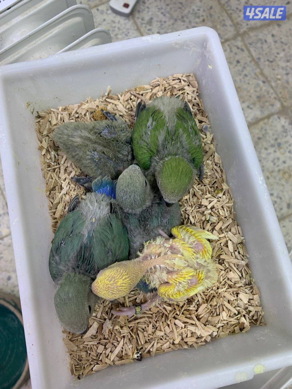 حرق اسعار فروخ لوف بيرد1