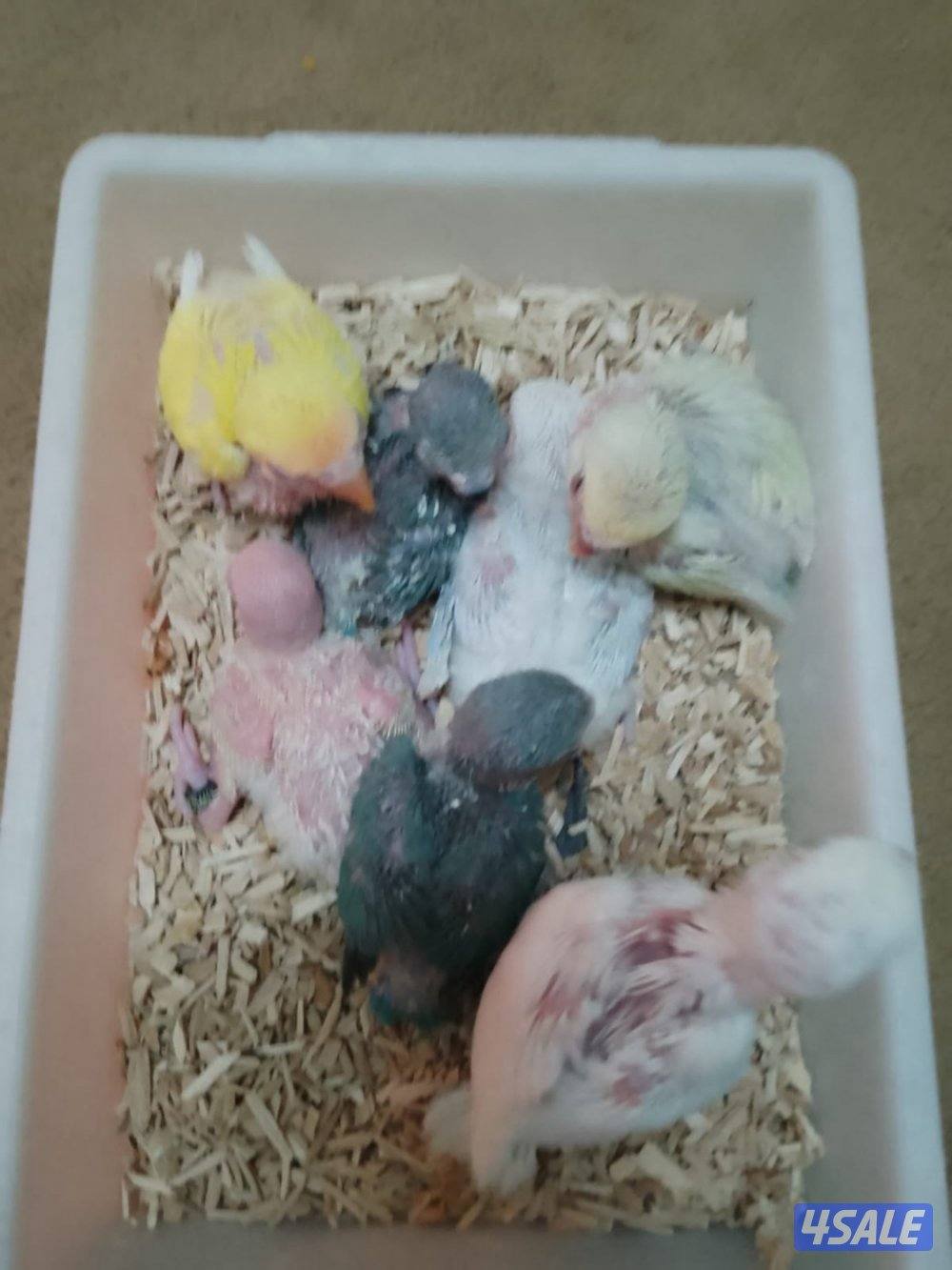 حرق اسعار فروخ لوف بيرد2