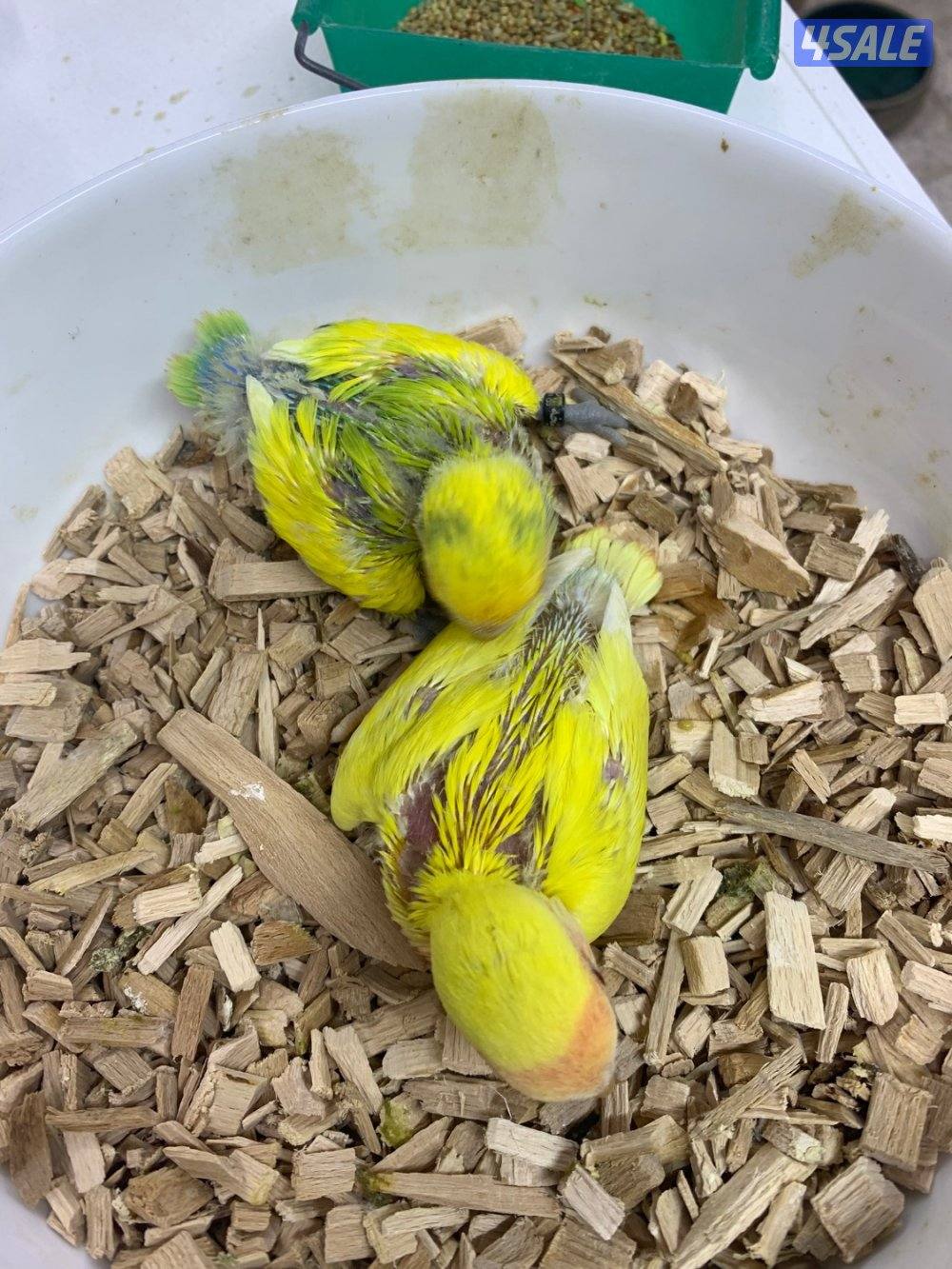 حرق اسعار فروخ لوف بيرد3