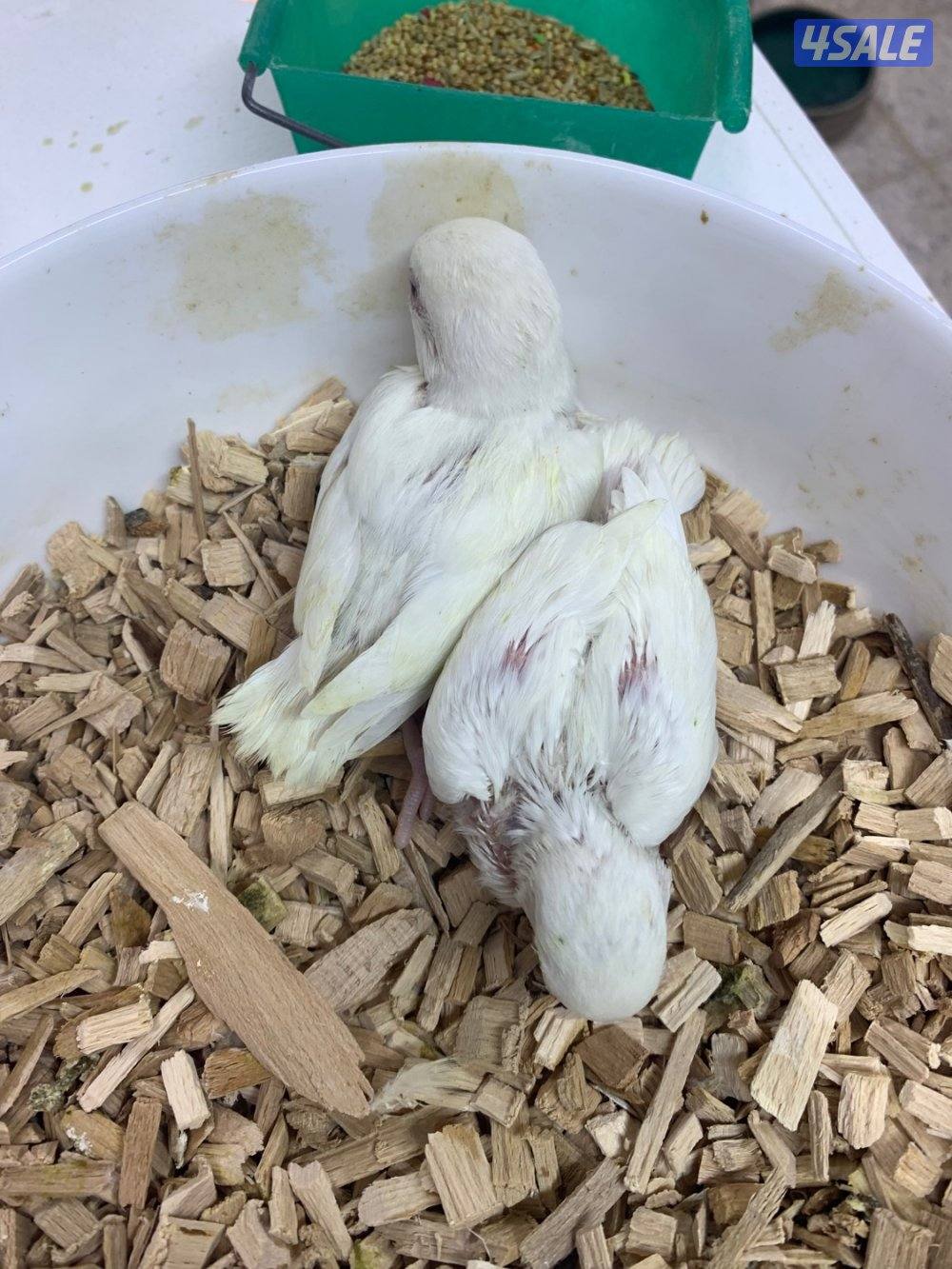 حرق اسعار فروخ لوف بيرد4