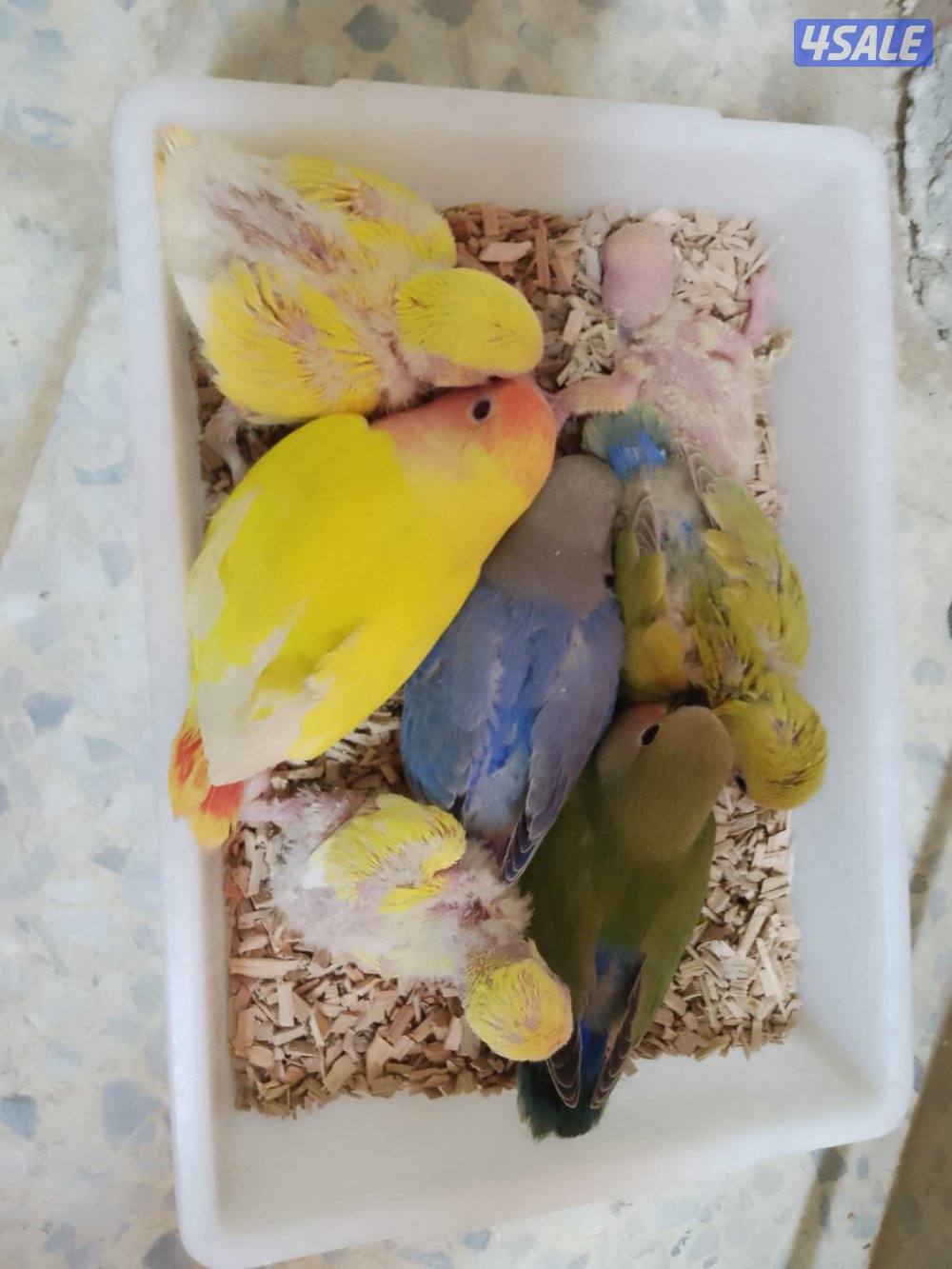 حرق اسعار فروخ لوف بيرد5