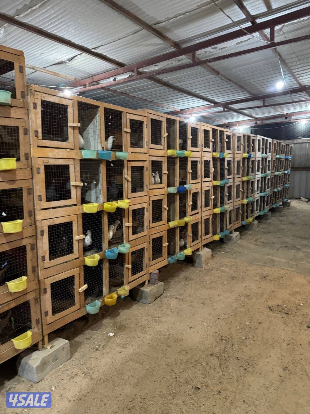 للبيع ازواج زاجل  العمر ٦شهور  بالخانات العدد الف0