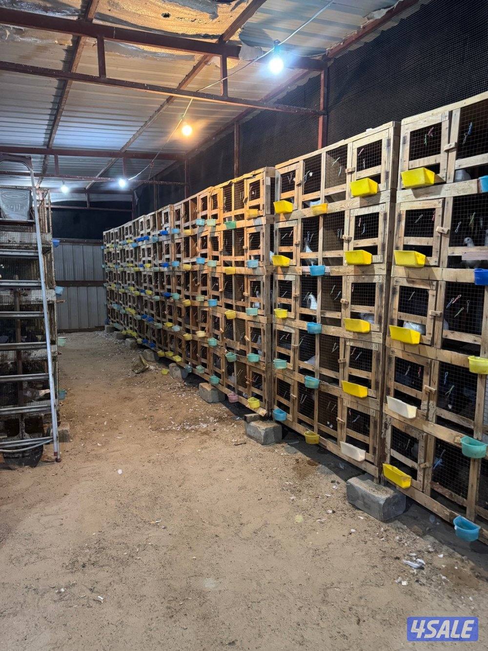 للبيع ازواج زاجل  العمر ٦شهور  بالخانات العدد الف1