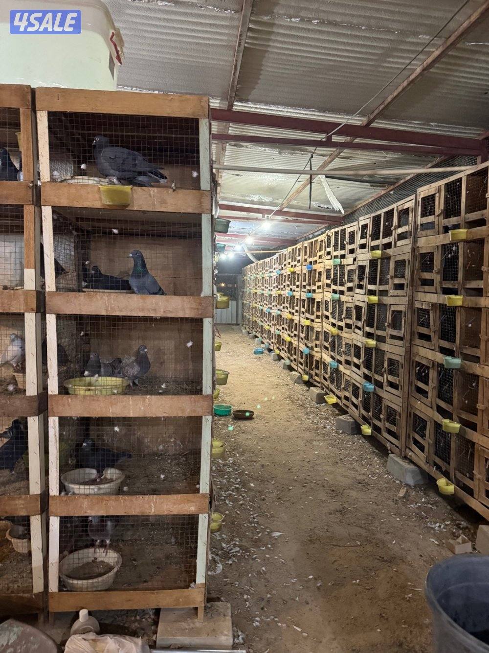 للبيع ازواج زاجل  العمر ٦شهور  بالخانات العدد الف2