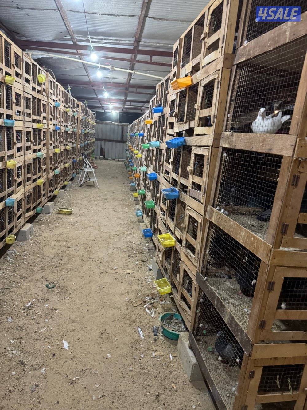 للبيع ازواج زاجل  العمر ٦شهور  بالخانات العدد الف4