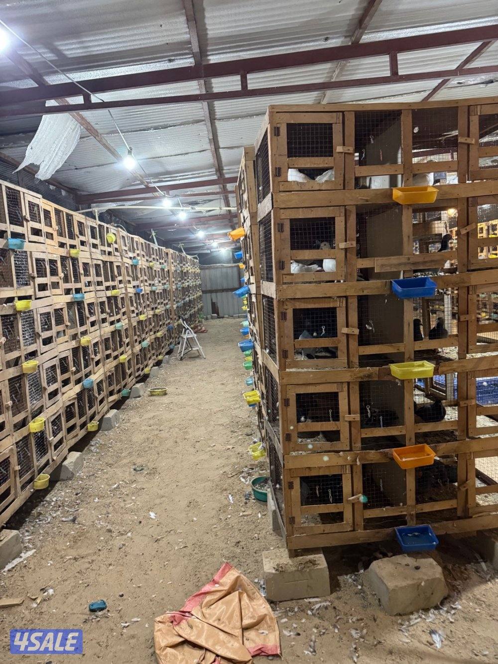 للبيع ازواج زاجل  العمر ٦شهور  بالخانات العدد الف3