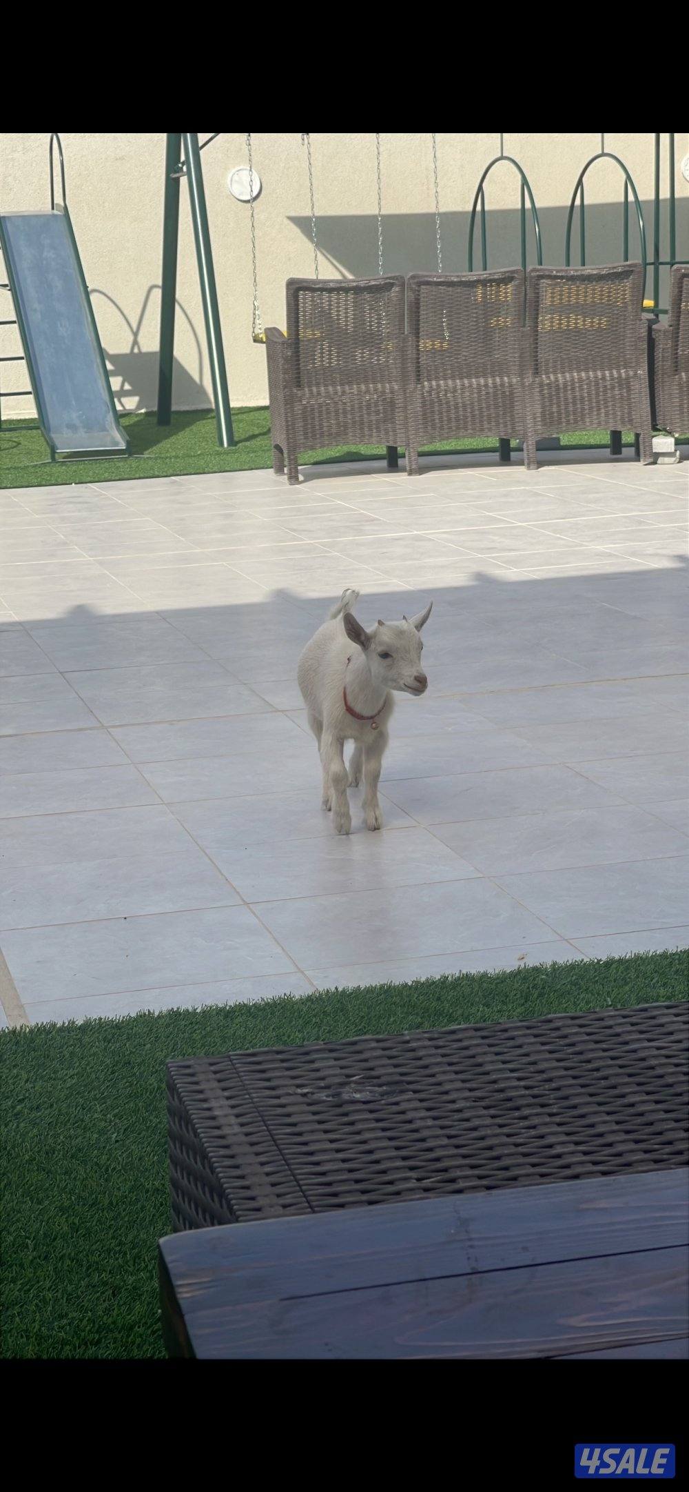 للبيع جفرا جيكية0