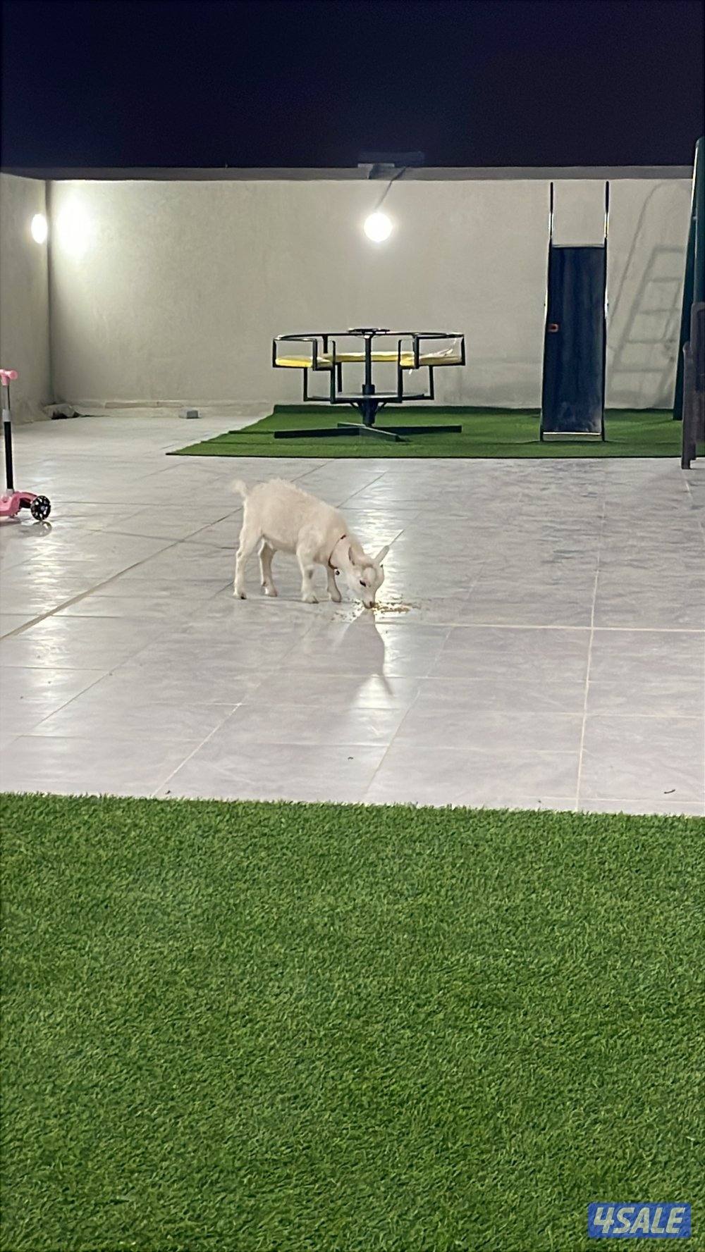 للبيع جفرا جيكية1