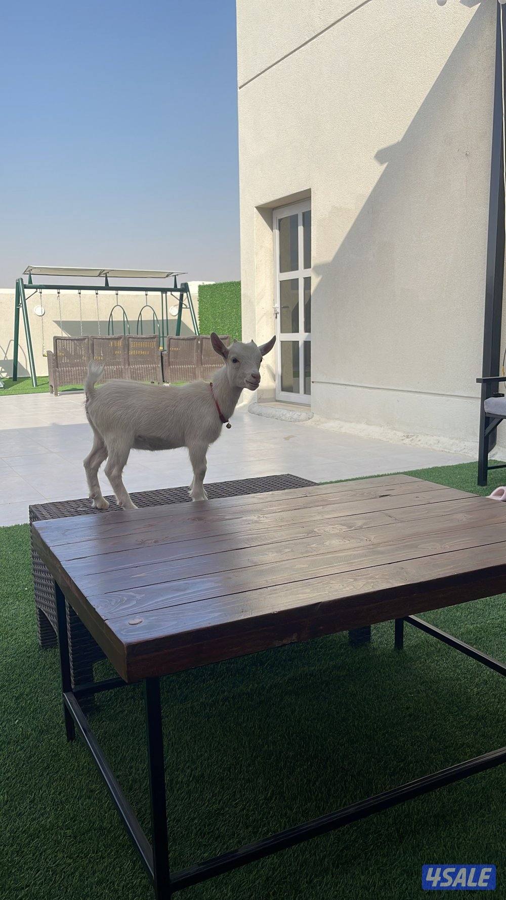 للبيع جفرا جيكية2