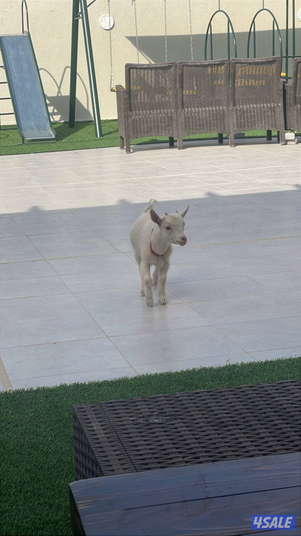 للبيع جفرا جيكية3