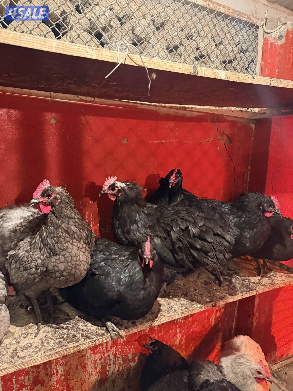 استرالوب و اندونيسي سيماني مستوى عالي3