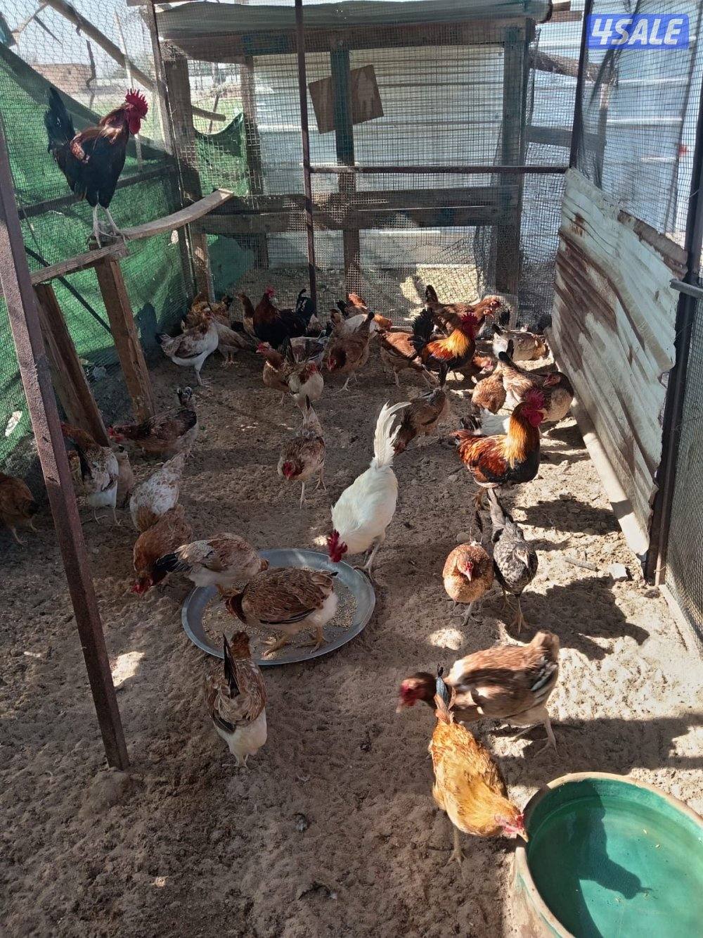 للبيع دجاج العبدلي1