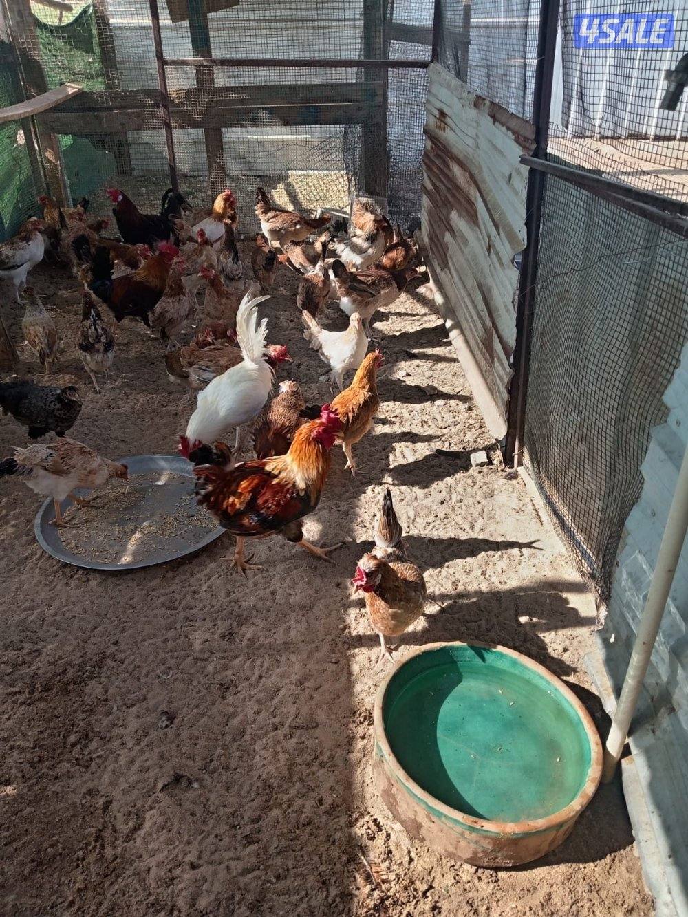 للبيع دجاج العبدلي2