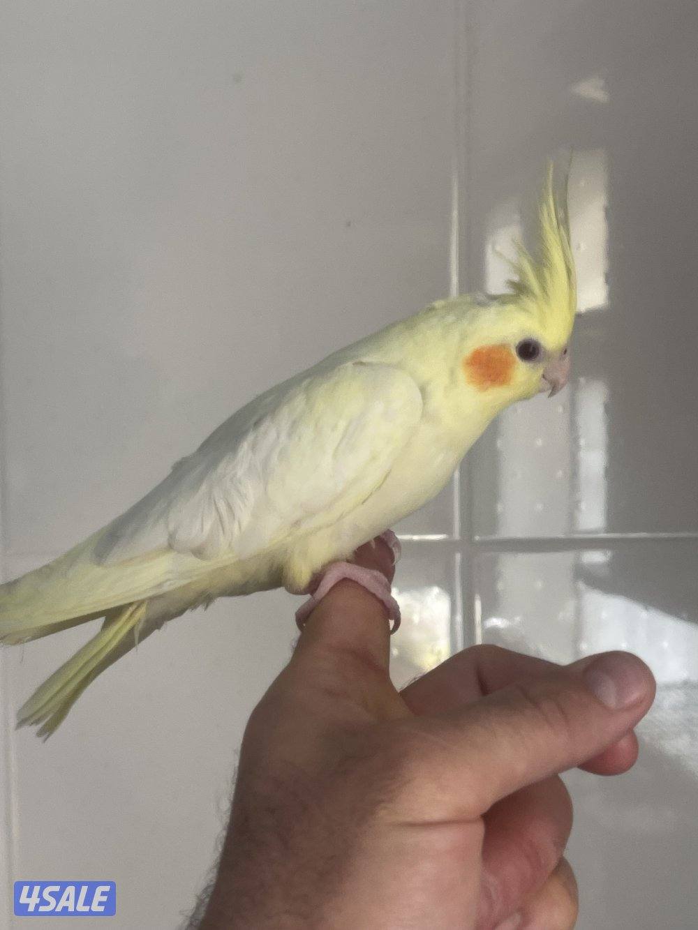 فرخ كروان توه قاطع عس ياكل بروحه جناح كامل2