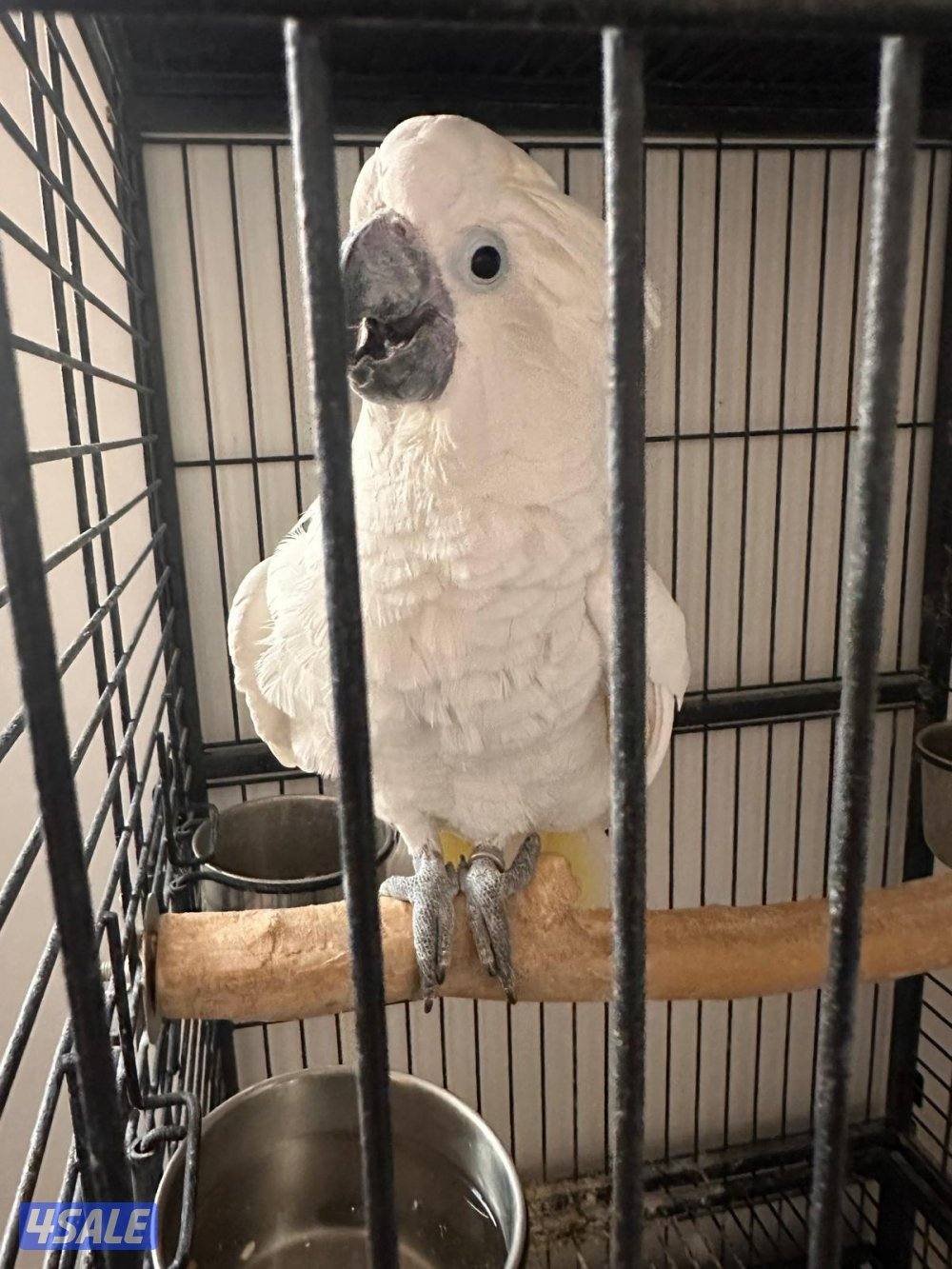 كوكاتو امبرلا0