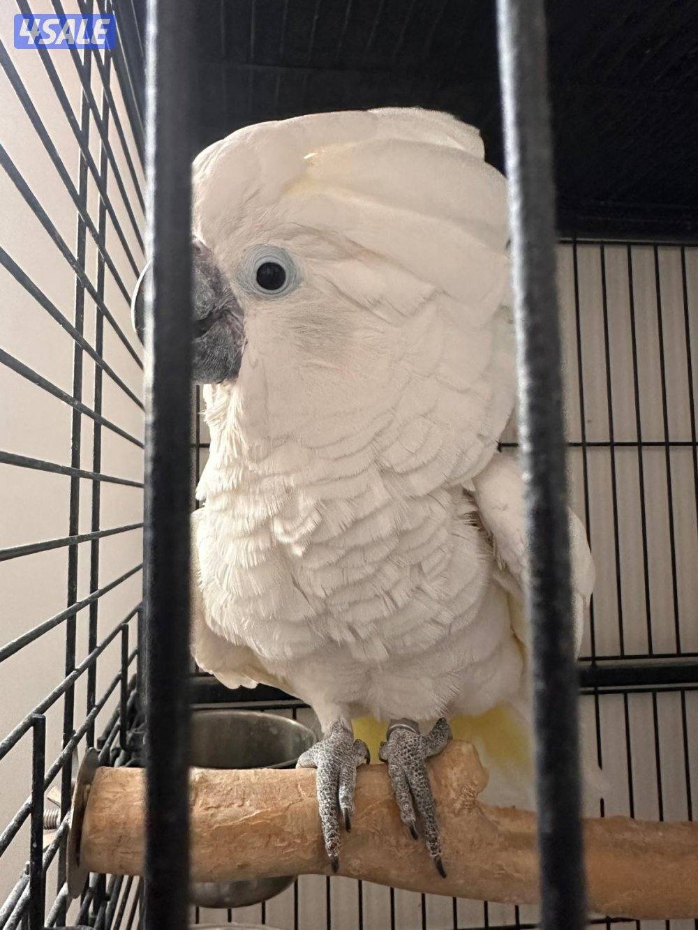 كوكاتو امبرلا1