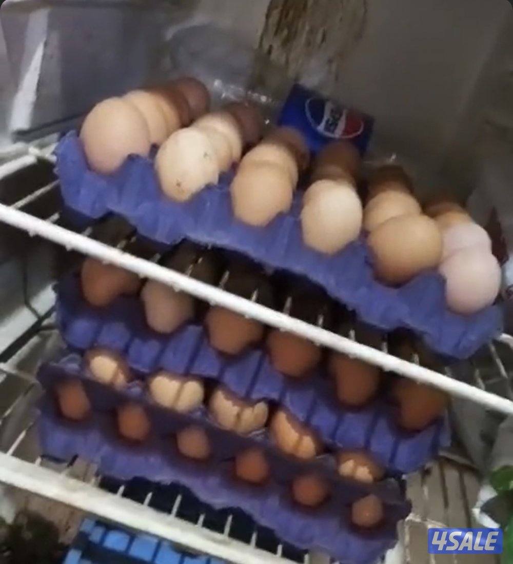 بيض دجاج لوهمان - دومينانت0