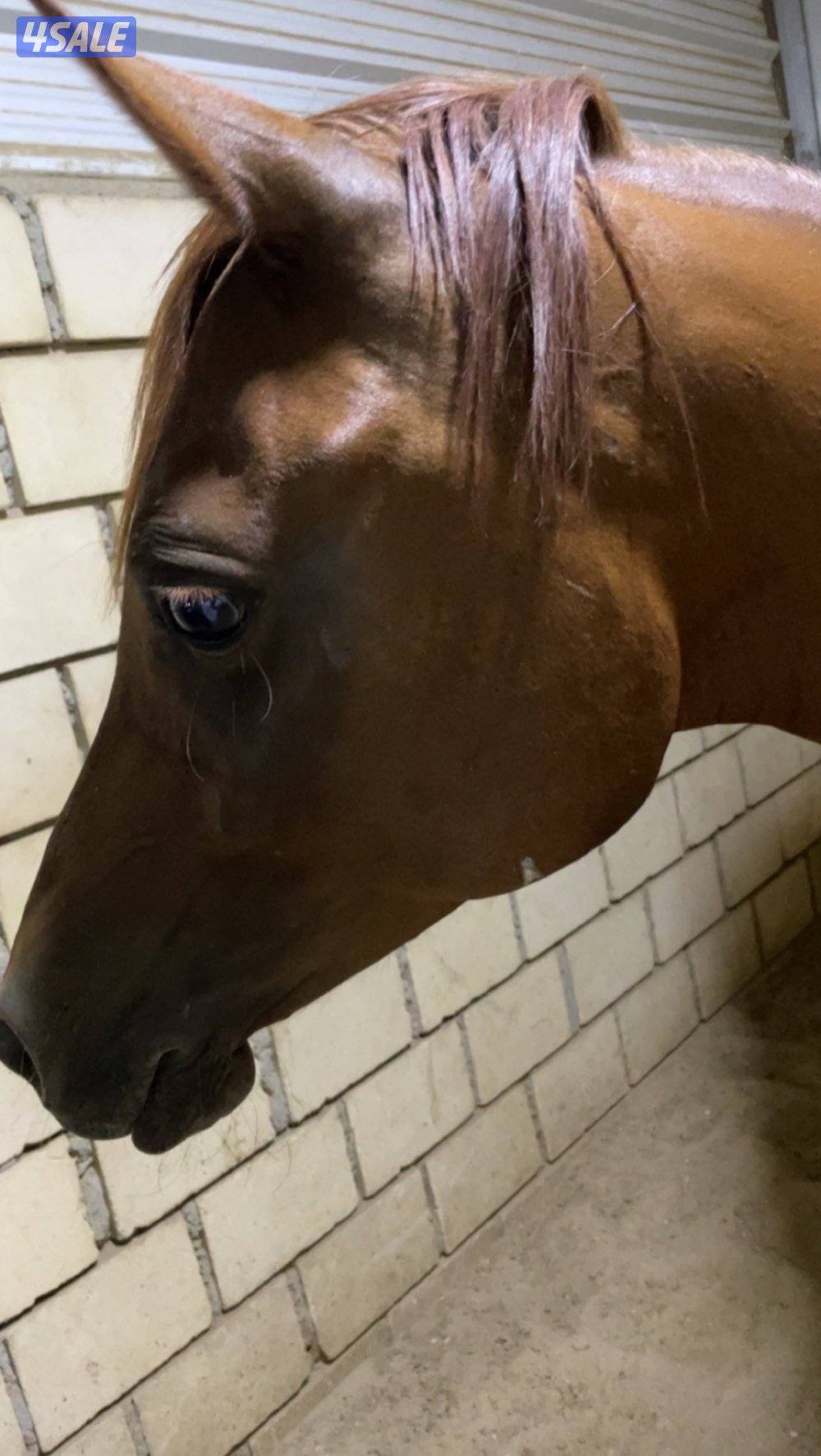 للبيع فرس بلديه هاديه منتجه شرط السلم   عمرها تقريبا 9 سنوات0