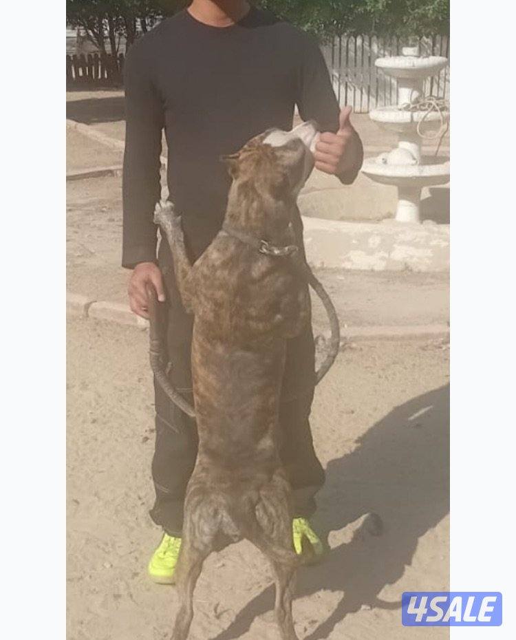 للبيع بيتبول انثى الاصلي لونه نادر عمرها 9 شهور لعوبه وتحب اليهال0